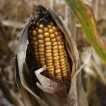 Harvest1ForWeb-470×260