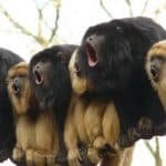Monkeys