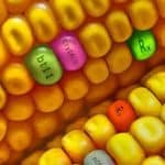 gmo_corn_dnas