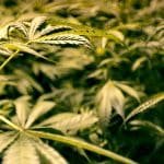 medical-marijuana