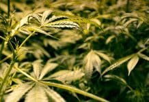 Don’t Let DEA Ban Recommending Medical Marijuana for Veterans