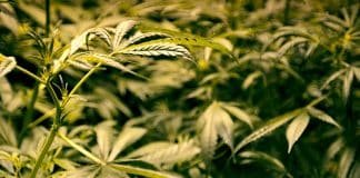 Don’t Let DEA Ban Recommending Medical Marijuana for Veterans