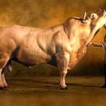 GM cow yields human breast milk2