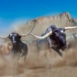 Stampeding-Longhorns