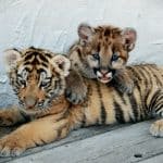 Tiger_Cubs