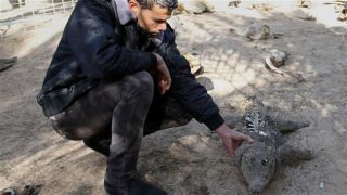A Palestinian worker inspects dead animals in a zoo, in Khan Younis in the southern Gaza Strip.