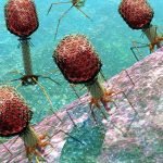 bacteriophage