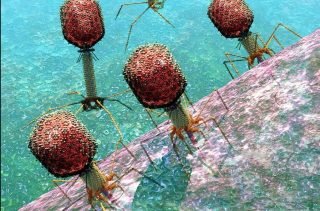 Bacteriophage