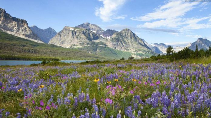 Beautiful mountain flowers and fields