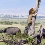 ALionEscapingForHisLifeAfterAFailedAttemptToPreyOnABabyBuffalo
