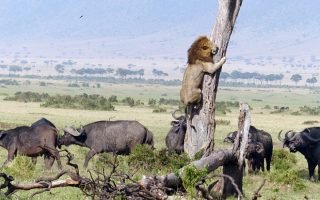 ALionEscapingForHisLifeAfterAFailedAttemptToPreyOnABabyBuffalo