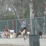 dog park