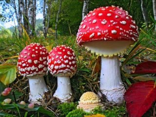 Amanita muscaria