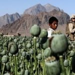 AfghanPoppies
