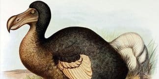 Washington’s Allies in Syria Are ‘Endangered Species Soon to Go Extinct’