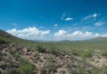 With Millions of U.S. Latinos in Boycott Mode, Will Arizona Get Hit by an Economic Tsunami? Sonora Desert - Arizona