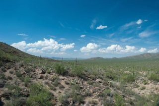 Sonora Desert - Arizona