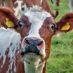 cows