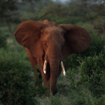 elephant