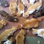 Cats broad – Copy