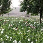 OPIUM1