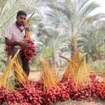palestinian-man-with-dates