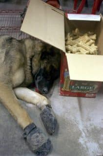 German Shepherd Micah rests under the shade of a dog biscuit box in a firehouse opposite the World Trade Center after a 20-hour day spent searching fruitlessly for survivors amidst the wreckage of the former World Trade Center. (Photo by James Keivom/NY Daily News Archive)