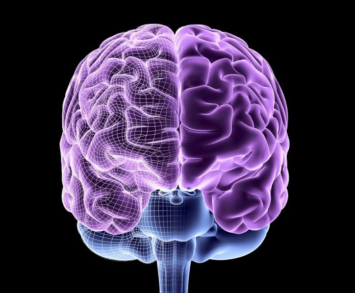 brain-1