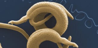 Helminths: Understanding the Different Types of Parasitic Worms