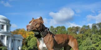 Are Pitbulls Actually Dangerous? Here’s Why They Aren’t