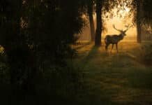 Here’s Everything You Need to Prepare for Deer Season