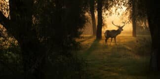 Here’s Everything You Need to Prepare for Deer Season